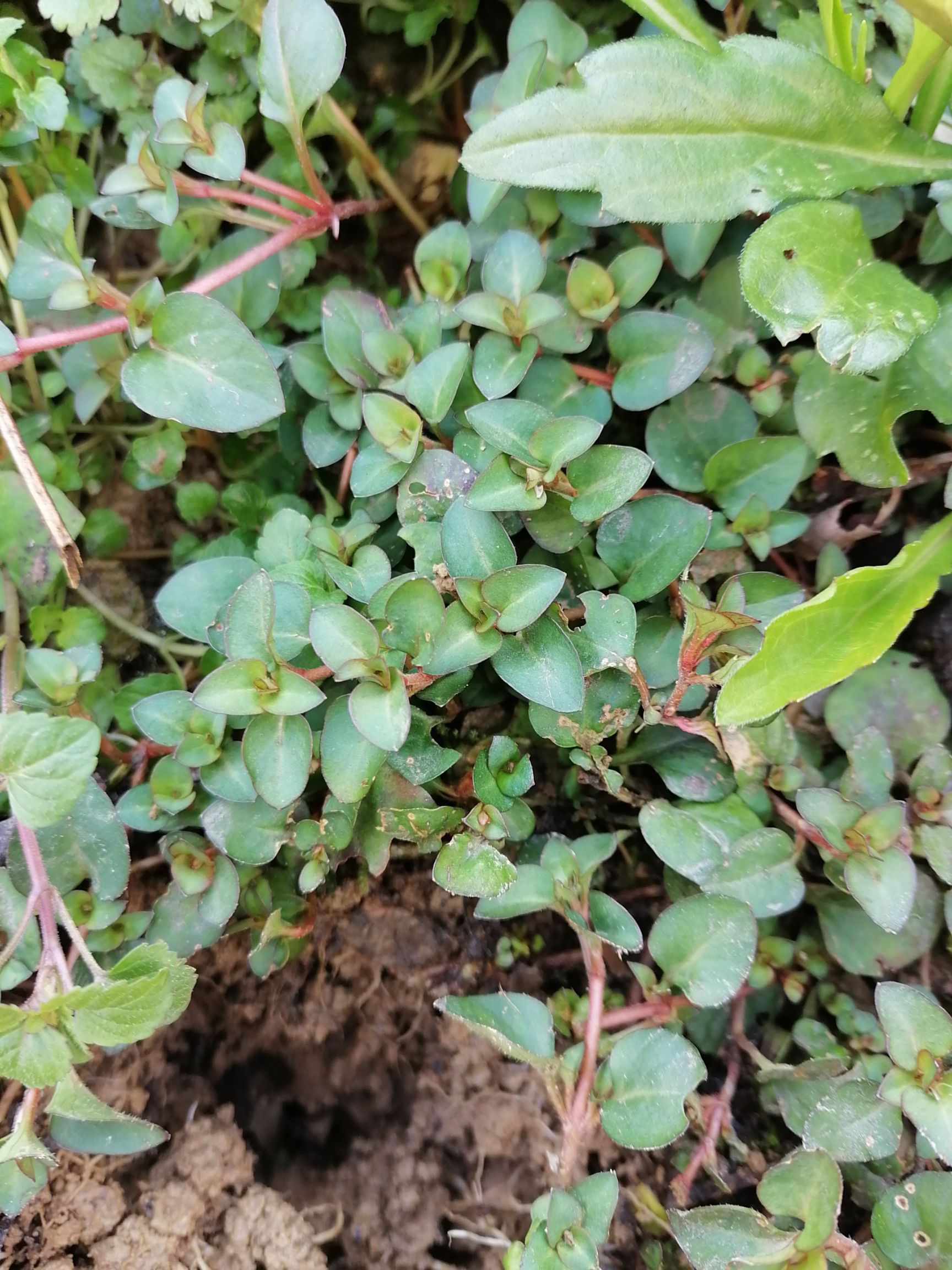  金钱草