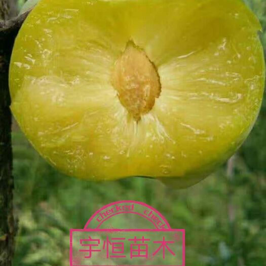 平邑县蜂糖李树苗 蜂糖李子苗，基地现挖现卖，保鲜保活