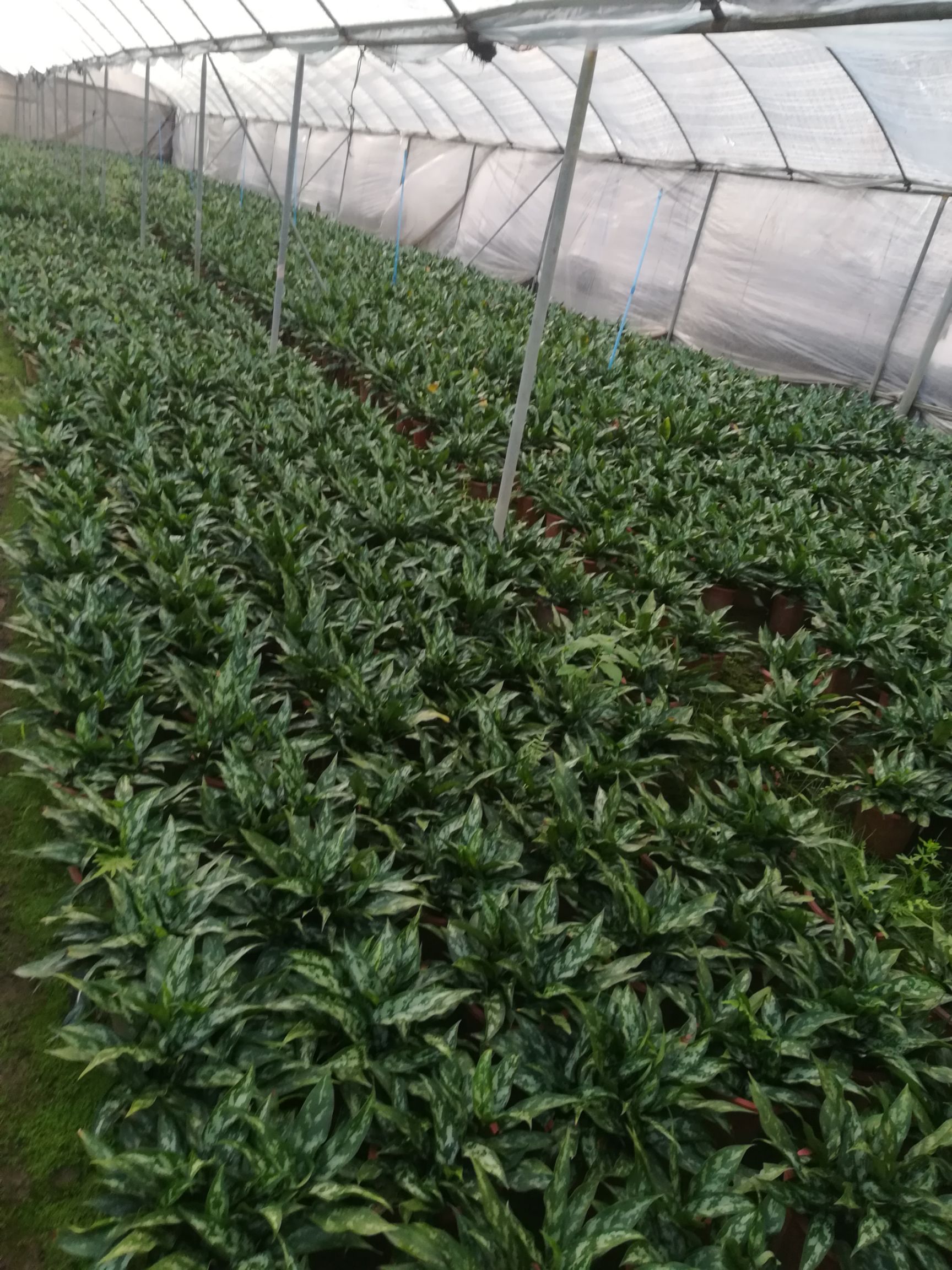 河北万年青批发采购_河北万年青供应_河北万年青价格_河北万年青批发