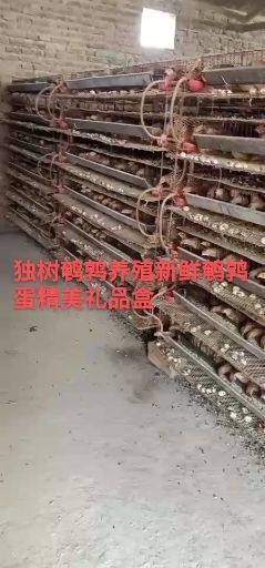 方城县土鹌鹑蛋 本养殖场常年供应新鲜鸟蛋，有需要的老板请联系