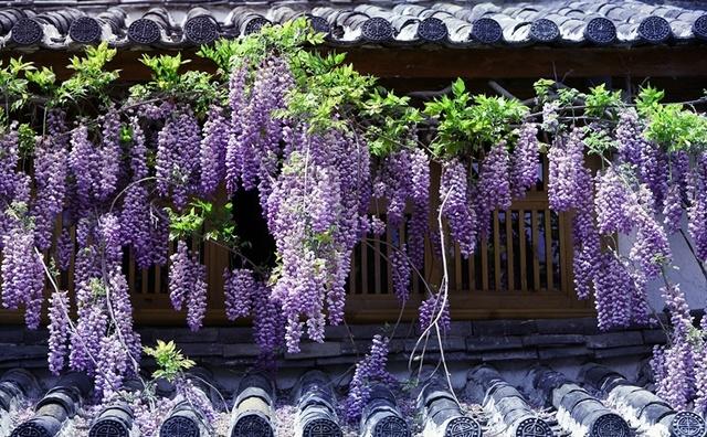 丰花紫藤  国内包邮，紫藤树苗基地现货供应中，规格多，价格低