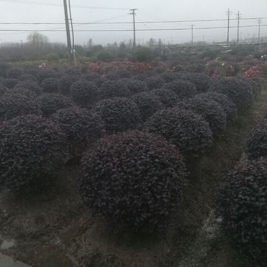 杭州双面红  精品红花继木球精品红花檵木球浙江萧山精品球
