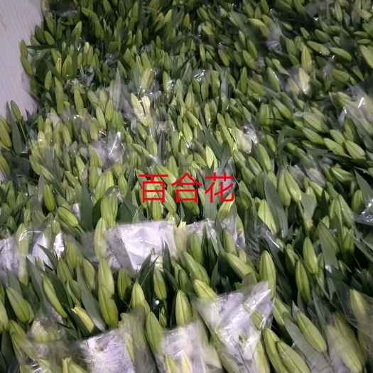 东海县 大量百合花已经上市