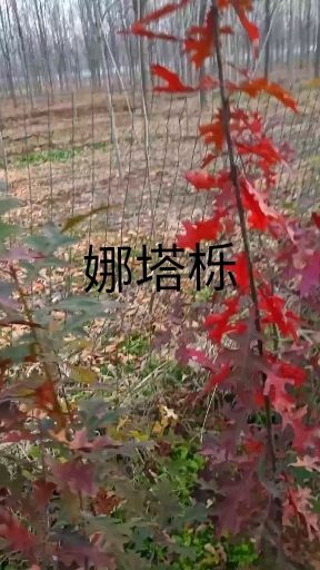 郯城县娜塔栎 最火🔥的彩叶树