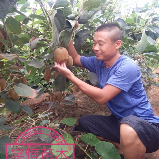 平邑县红心猕猴桃苗 各品种弥猴桃树，基地现挖现卖，保鲜保活，死苗补发。