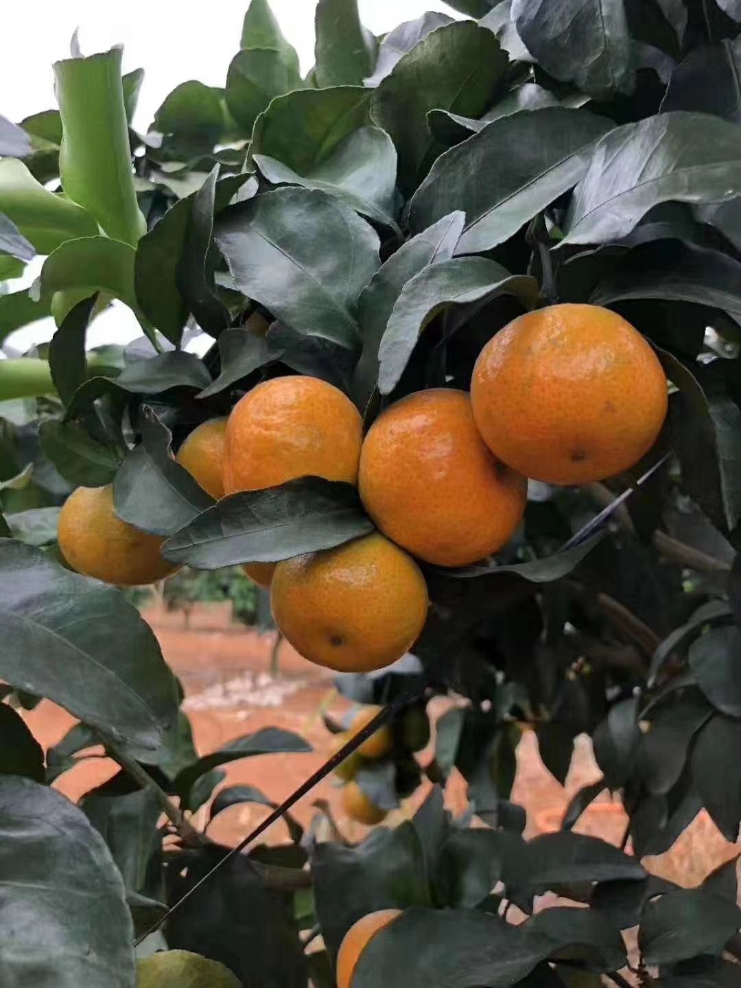 沃柑挂果枝是什么时候的枝条图片及价格(沃柑在树上能挂到几月份?)