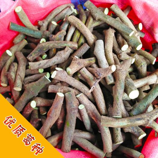 藤县葛根种苗 粉葛种苗 未发芽葛藤茎节 精选粗壮无渣粉葛种 100株起邮