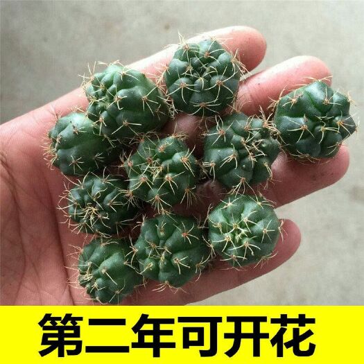 邳州市 绯花玉实生小苗防辐射多肉植物开花仙人球小盆栽组合套餐室内