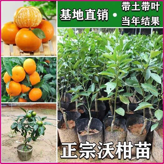 容县沃柑苗 基地直销 带土带叶发货 品种纯正