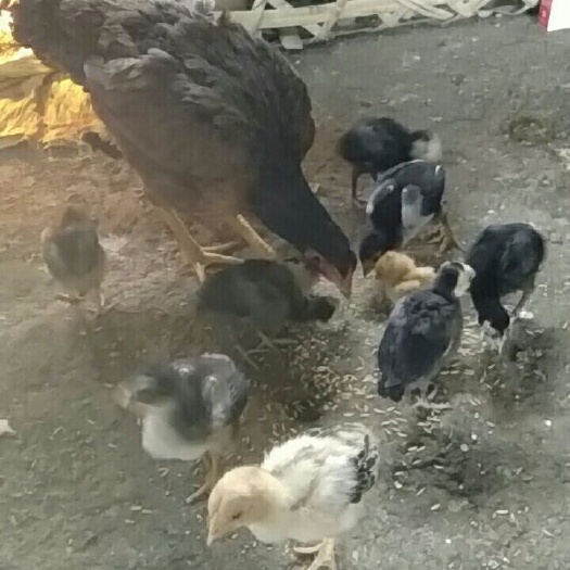 南宁 斗鸡苗