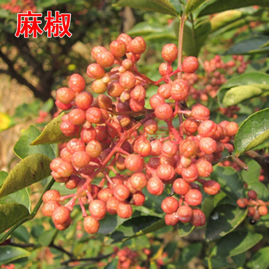 平邑县无刺花椒苗 四川麻椒，量大，高产，支持全国发货，南北方皆宜种植！