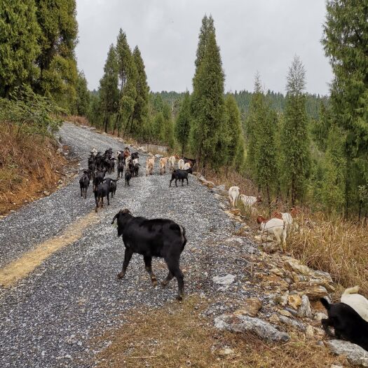 隆回县 黑山羊波尔山羊50-80斤