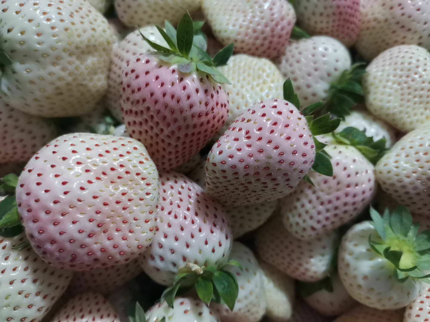  淡雪草莓2斤顺丰包邮送礼超有面支持一件代发现货物流正常