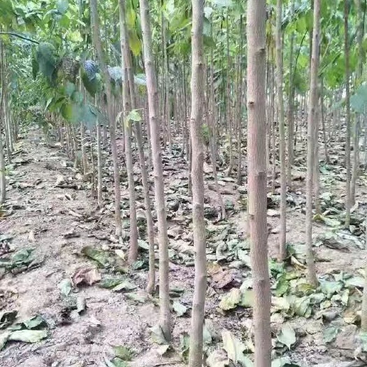 保定杜仲苗 杜仲树基地，近几年最火树种，保定杜仲基地！！？