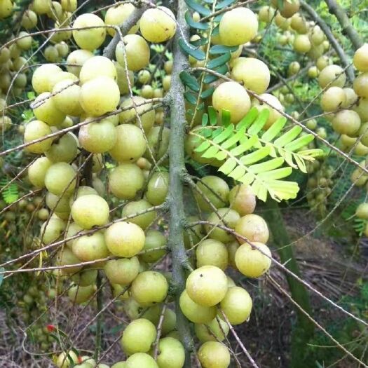 灵山县大玉甜余甘果苗 大果子嫁接苗产量高挂果快
