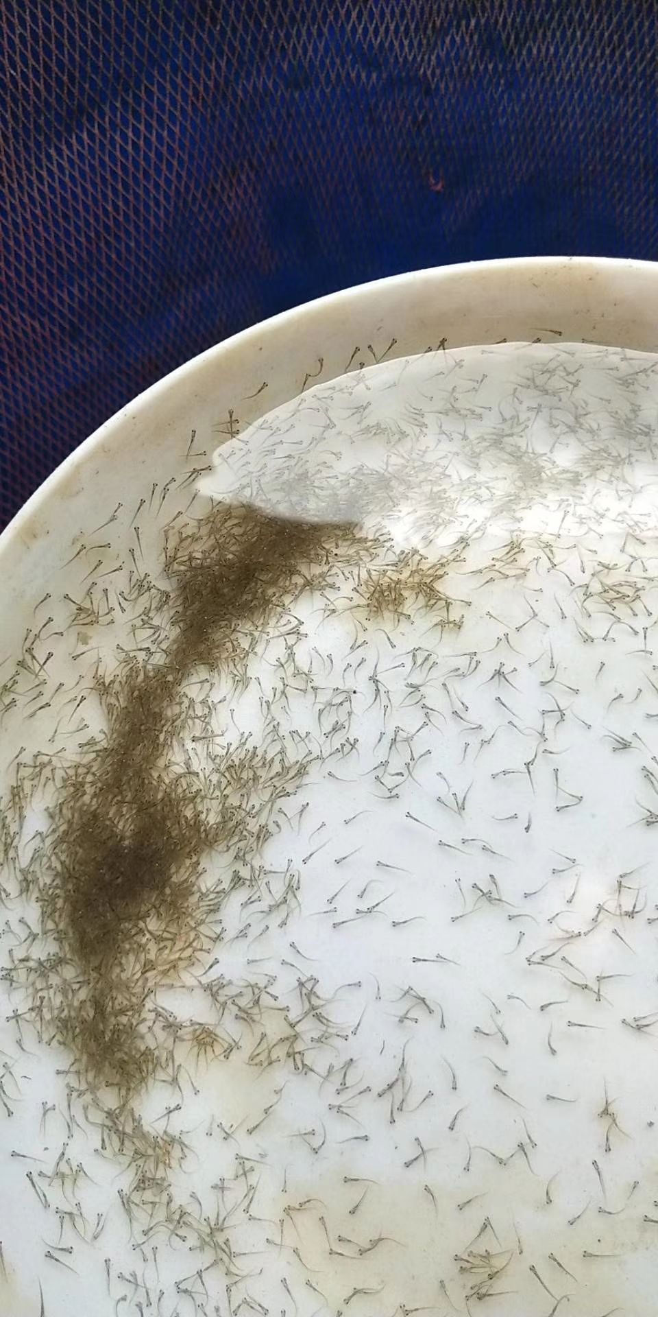 鲮鱼水花 ★基地直供★提供技术指导★成活率高★