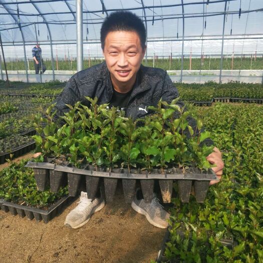 泰安 吉塞拉樱桃砧木