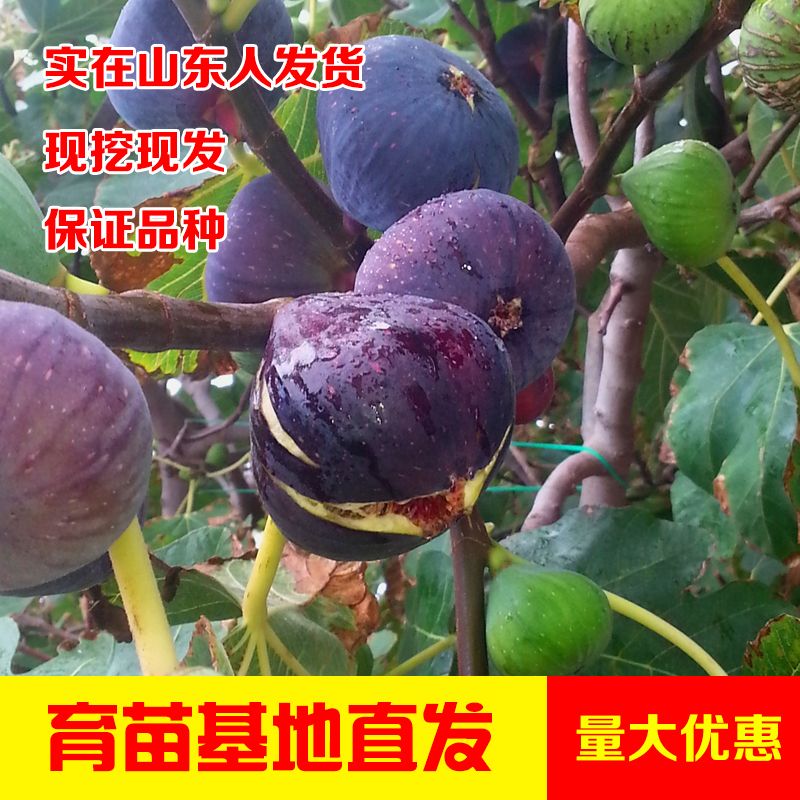 平邑县紫色波尔多苗 紫皮无花果苗，高产量品种