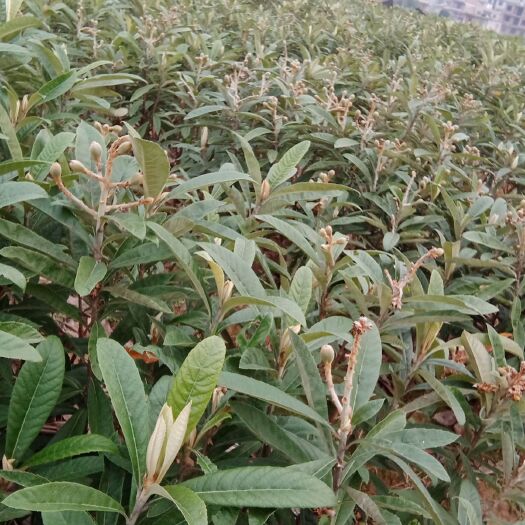 荔浦市早钟6号枇杷苗 提供种植资料  长虹枇杷