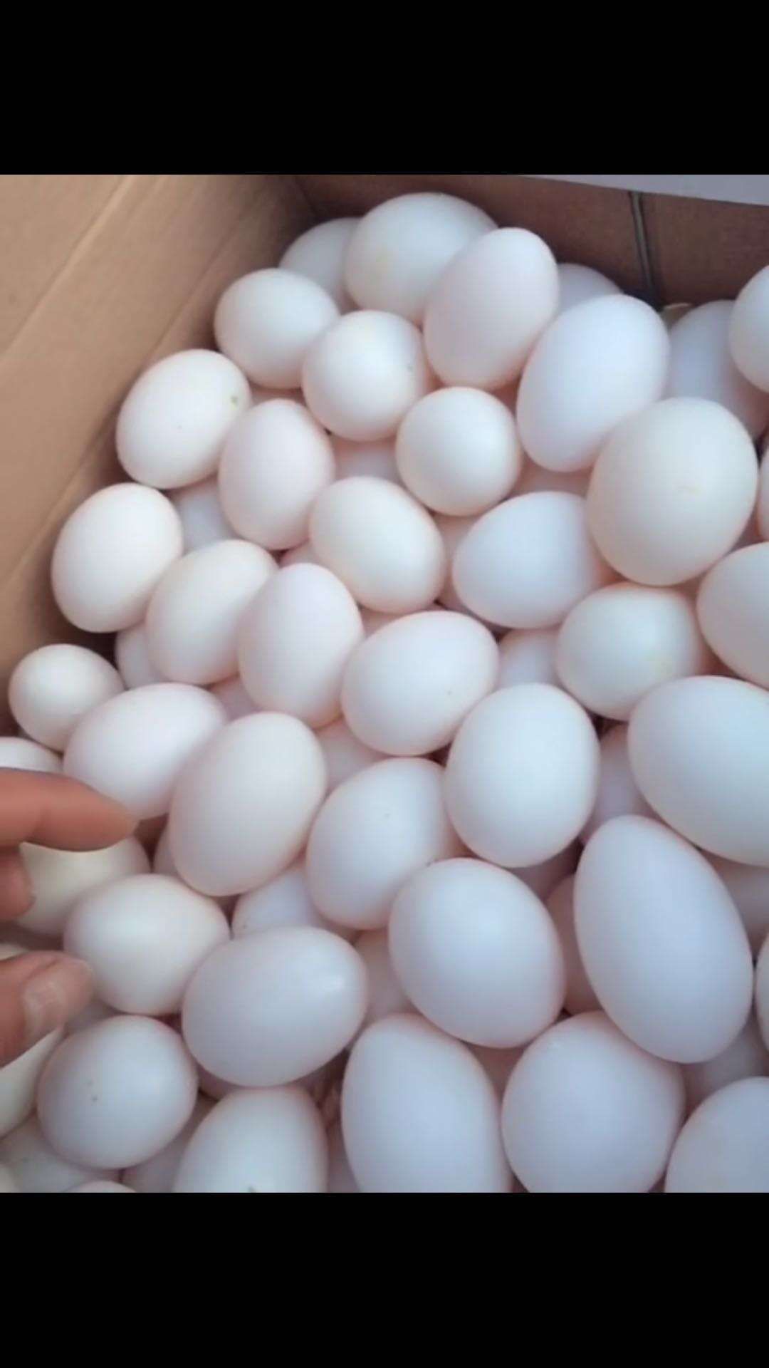  鸽子蛋，批发，零售