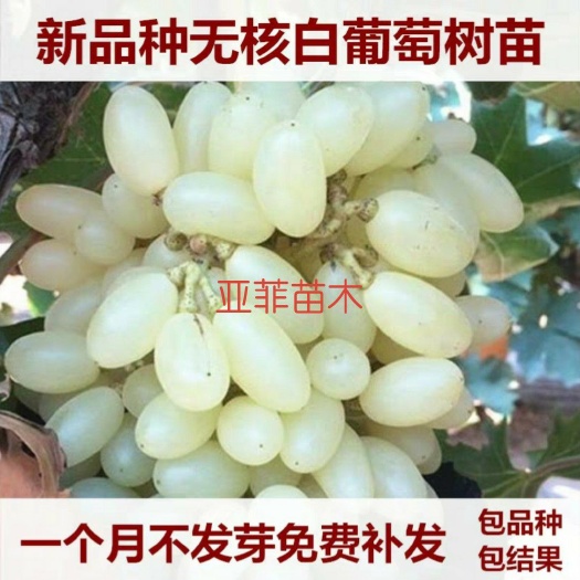 平邑县 白葡萄苗，基地直发，现挖现发