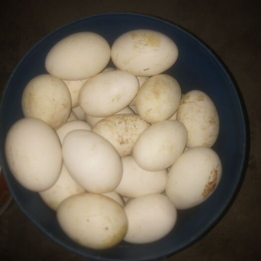 通江县土鹅蛋 食用 散装