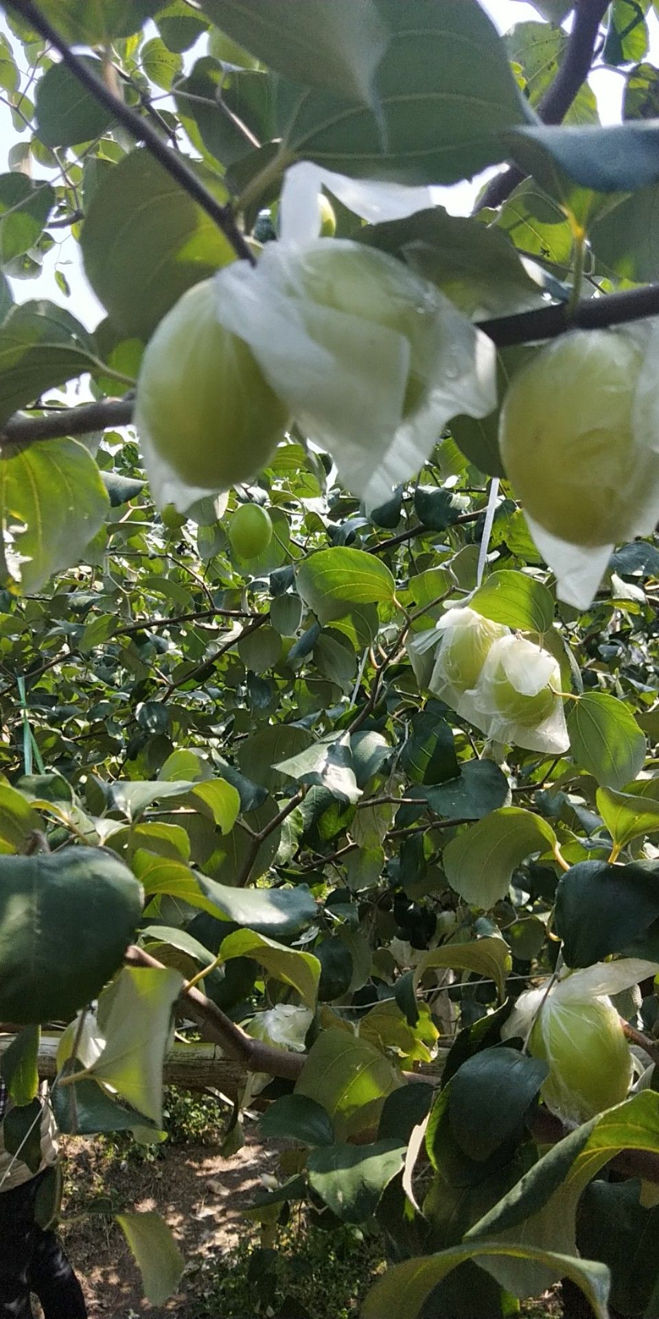 青枣 牛奶枣