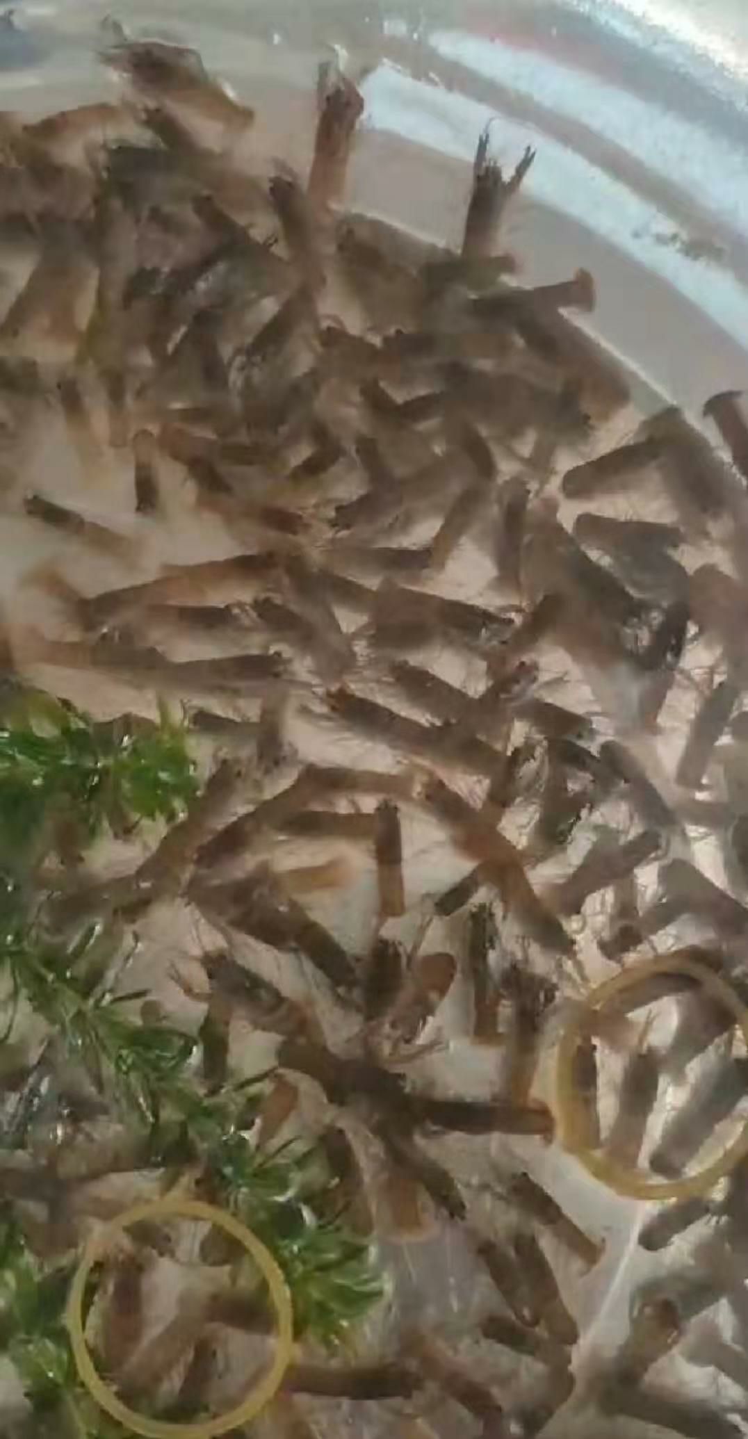  澳洲龙虾苗