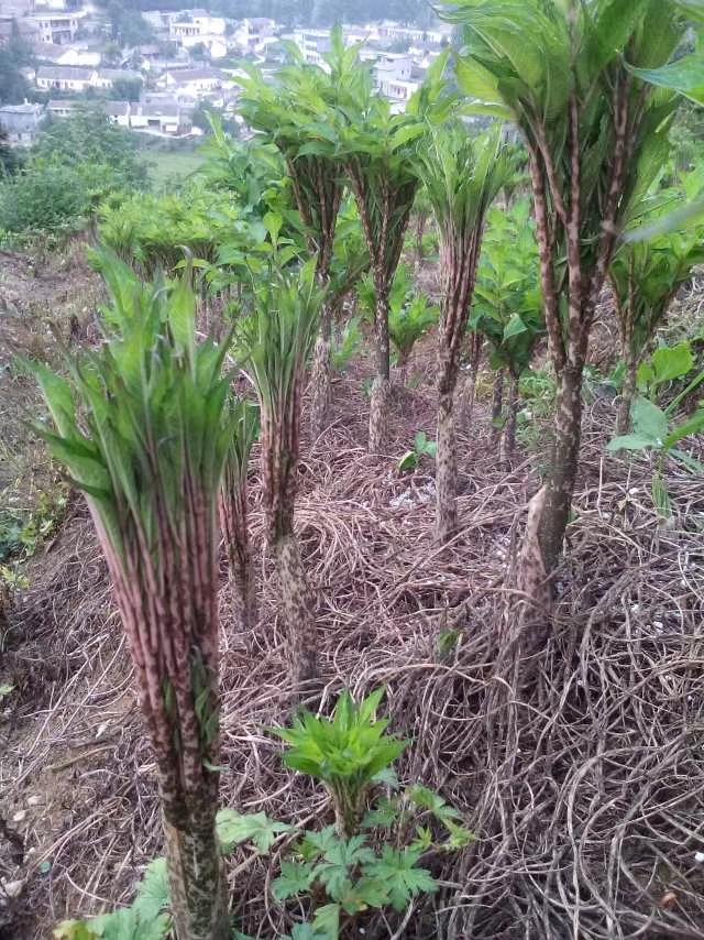 魔芋种子  精品二代楚雄山地花魔芋种，脱水消毒，质量保证