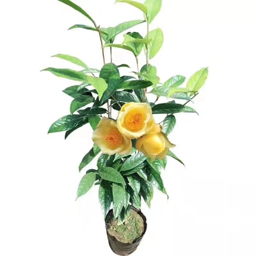 灵山县 金花茶苗，有需要私聊我，大量有货[呲牙]