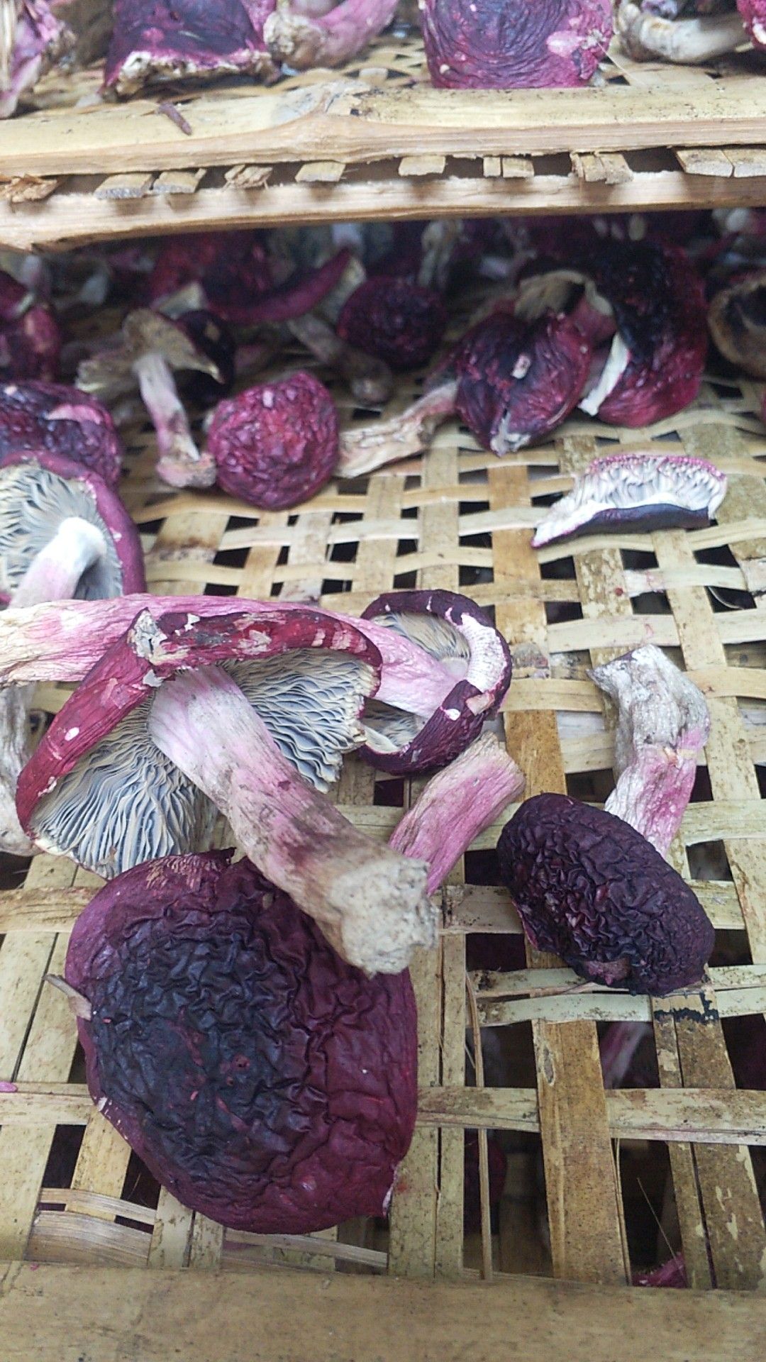 云南高原正大红菇，蓝底灰脚，月子菇大红菌食用菌