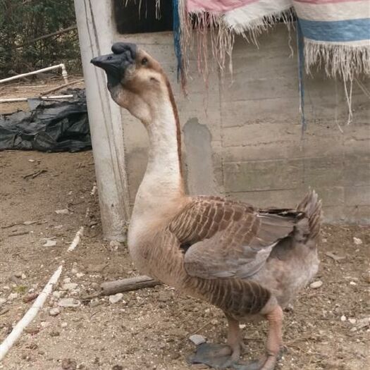 昆明狮头鹅苗  狮头鹅 ，包打疫苗，成活高，提供养殖指导