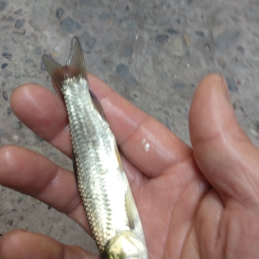 草鱼苗，花鲢，各种鱼苗