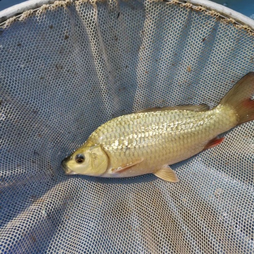 金银鳞锦鲤 銀鳞 茶鲤