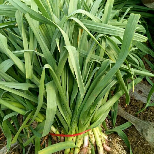 沛县大量供应红根蒜苗