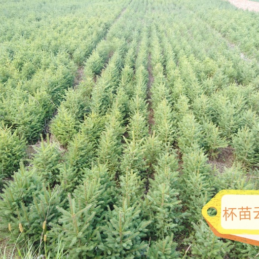 临洮县青海云杉