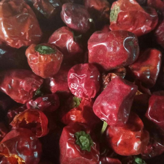 太和县 灯笼椒产地直达量大优惠