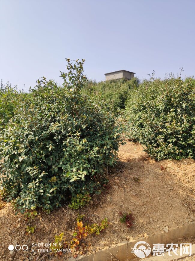 油茶树苗油茶嫁接苗长林系列高产嫁接苗基地发品质保证【包邮】