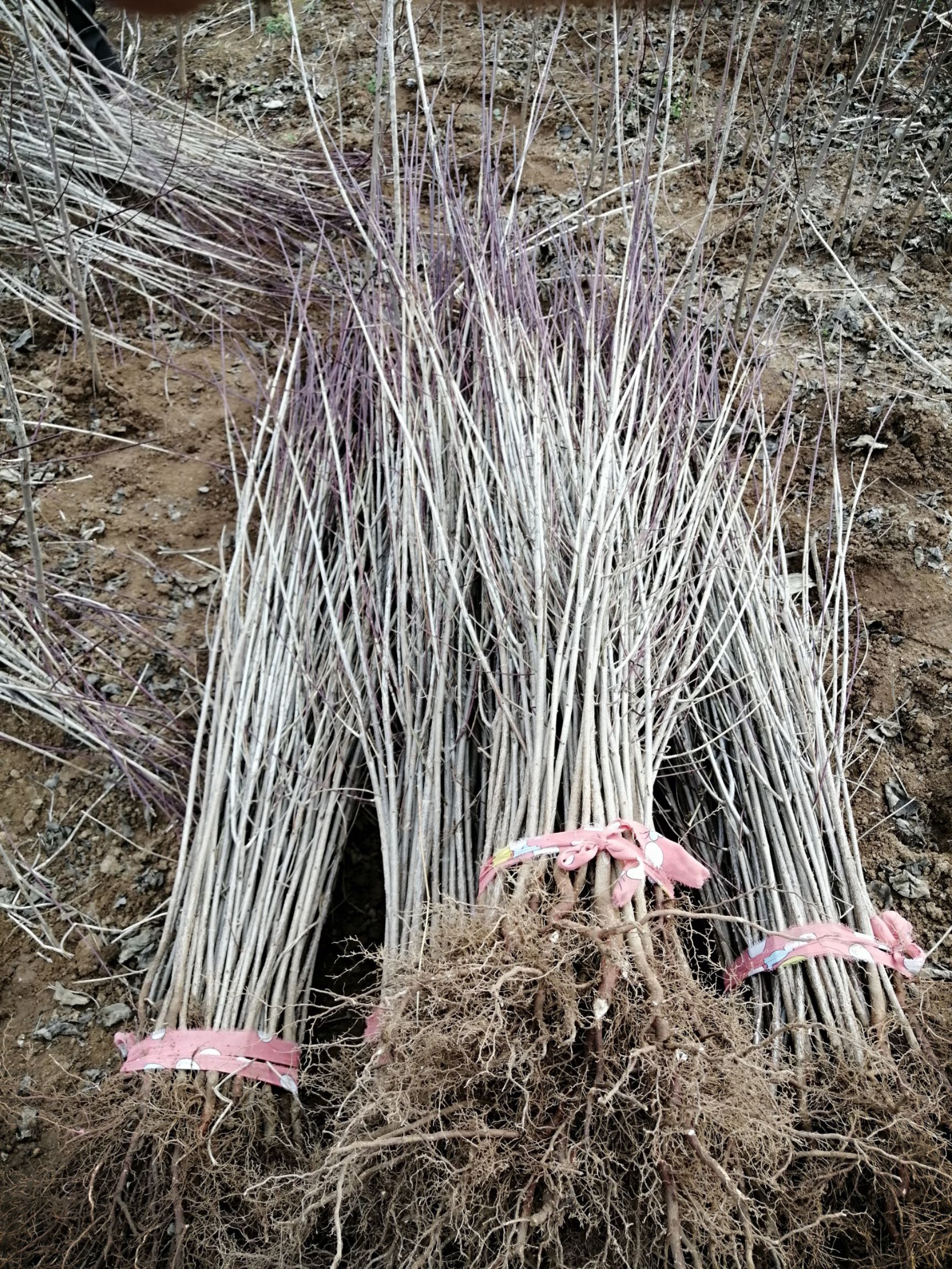山茱萸苗  山茱萸树苗 山萸肉 山茱萸  药材山茱萸河南山茱
