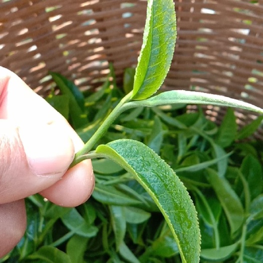  生态乔木普洱茶(春茶)