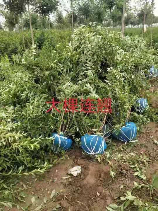 金钟连翘 东北连翘：乔灌木，落叶灌木