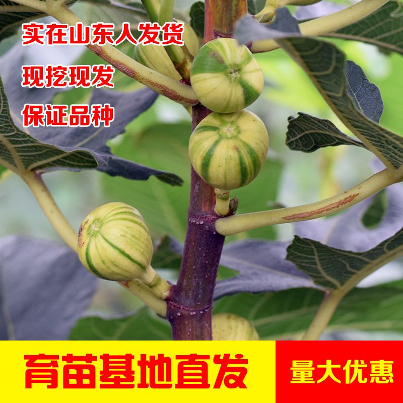 平邑县新疆早黄无花果树苗 新疆无花果苗，耐寒产量高甜度大
