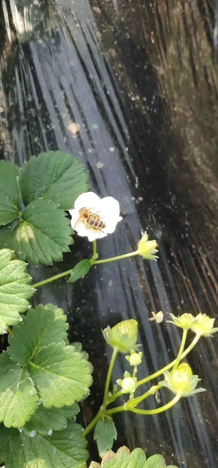  淡雪草莓2斤顺丰包邮送礼超有面支持一件代发现货物流正常
