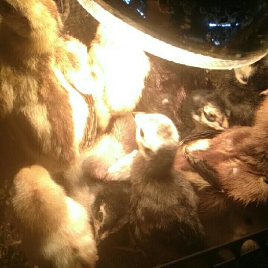 南宁 斗鸡苗