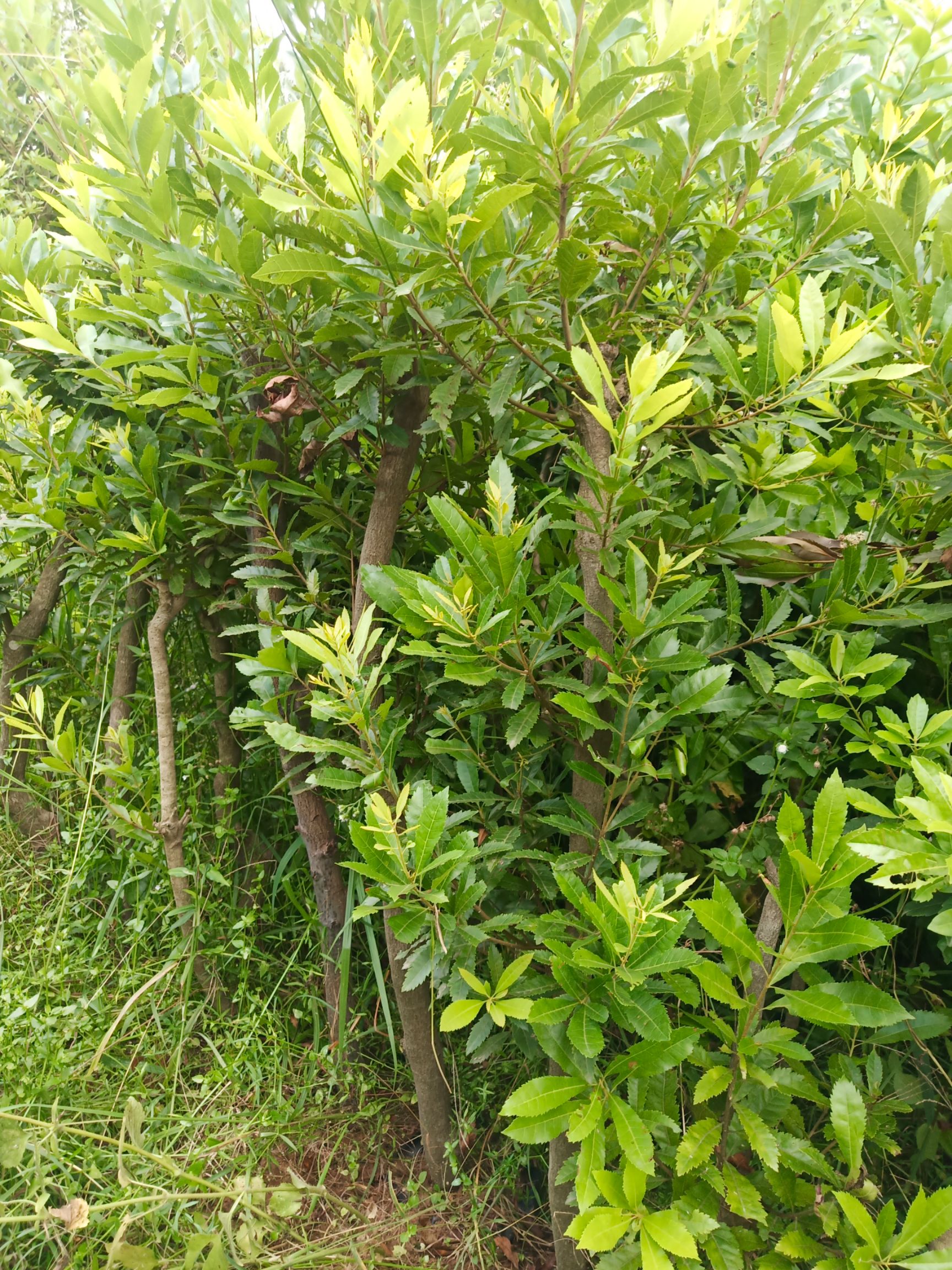 早佳杨梅苗 杨梅树大苗，桩头树苗