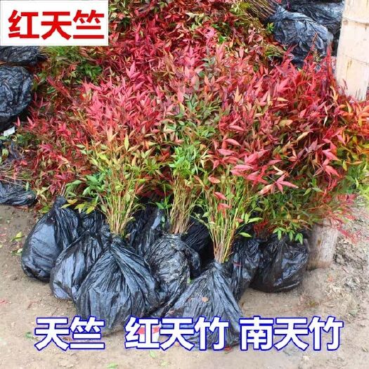 沭阳县 苗圃出售南天竹