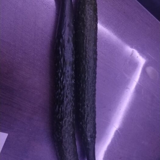 盘锦秋黄瓜 质量保证全是腰瓜