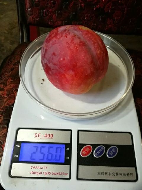 南阳 南阳大红李苗，另有黄桃苗核桃苗等等