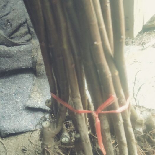 平邑县红心无花果苗 精品无花果苗