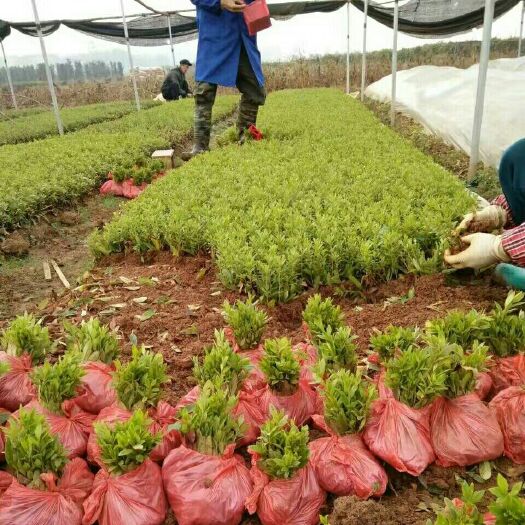 荔浦市毛杜鹃 0.5米以下